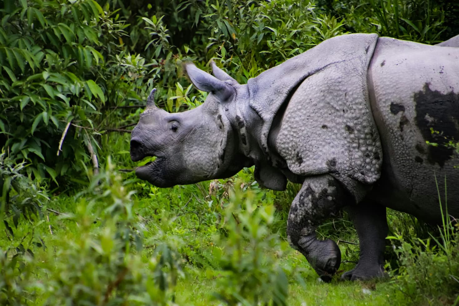 Chitwan National Park, Chitwan, Nepal destination guide