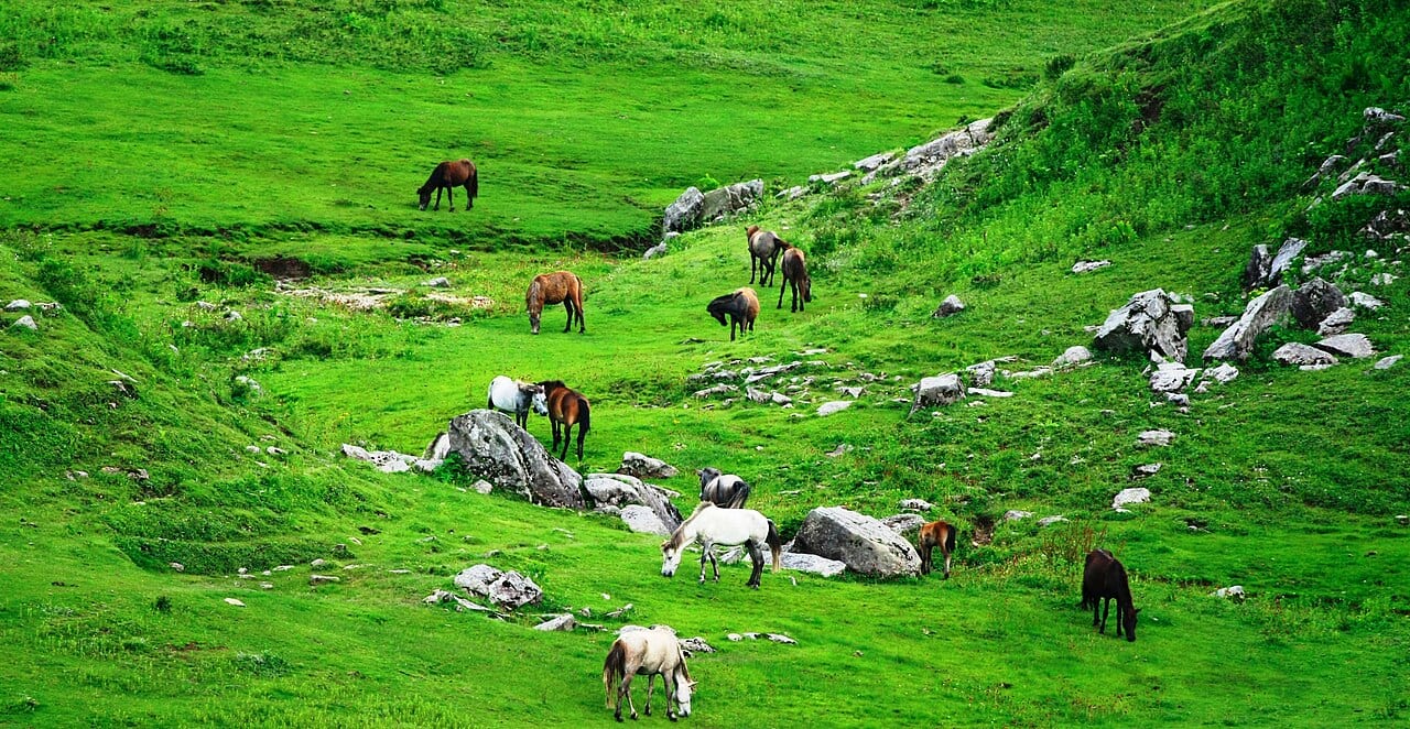 Khaptad National Park far west Nepal highland meadow route