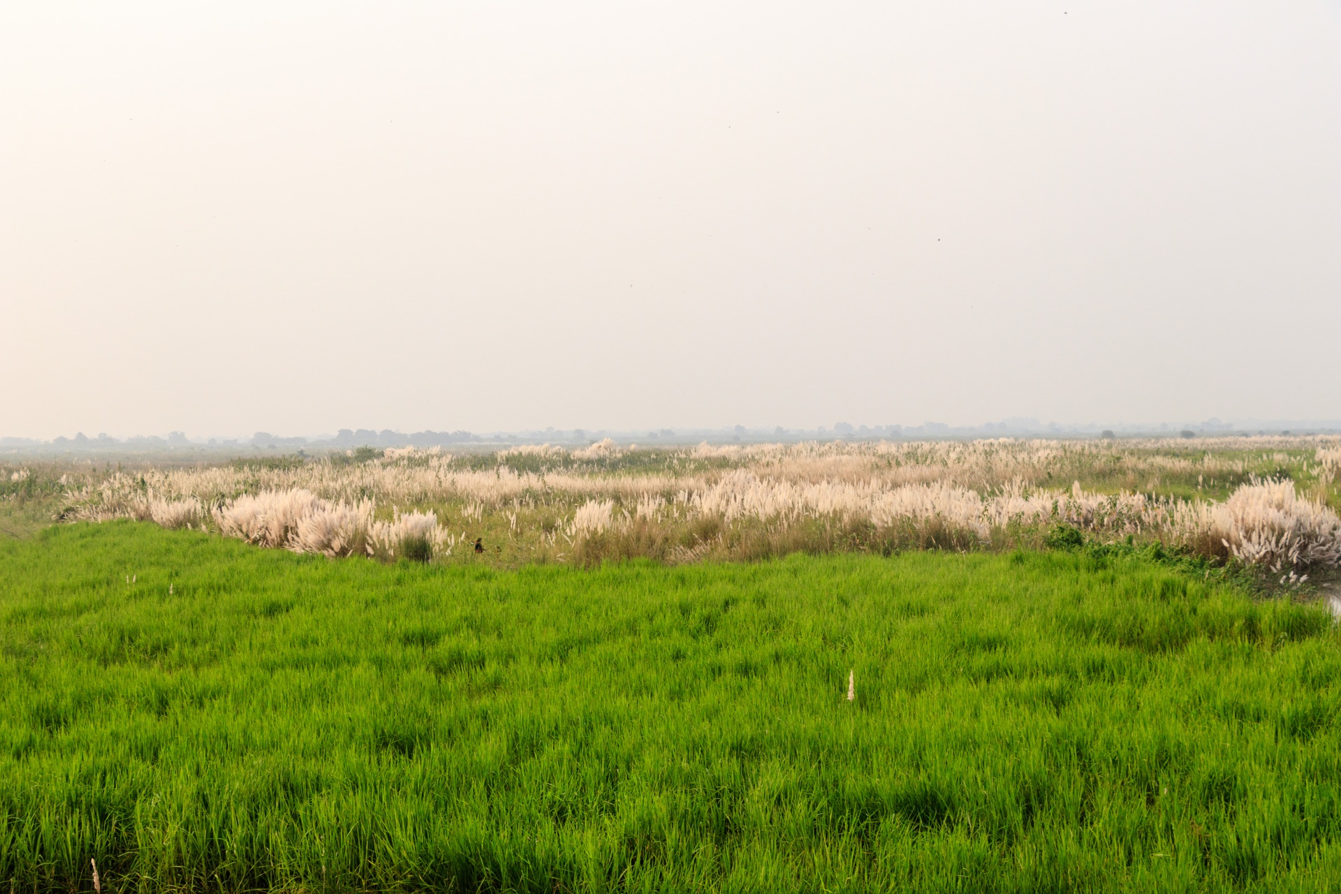 Koshi Tappu Wildlife Reserve wetland grassland in Nepal
