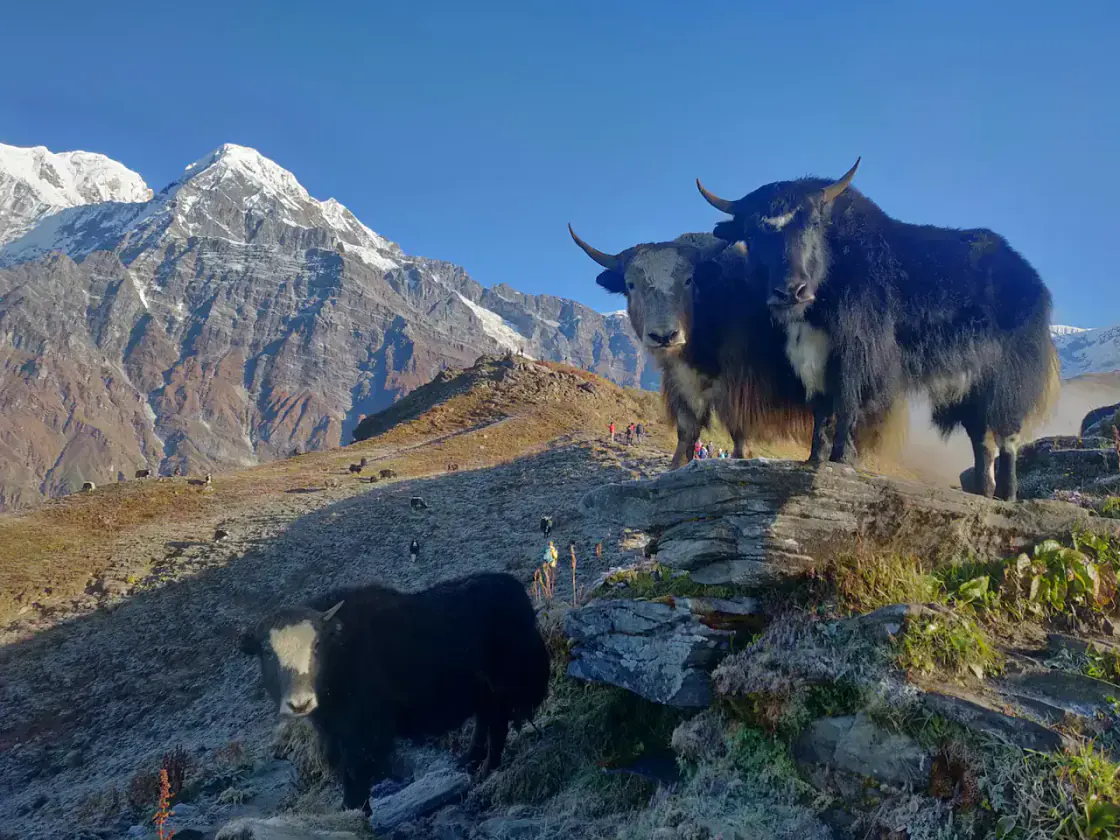 Mardi Himal Trek Guide trekking landscape in Nepal
